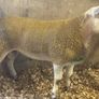 Ram Image 2
