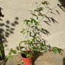 Black Bamboo Image 2