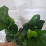 Ficus Lyrata Bambino Image 3