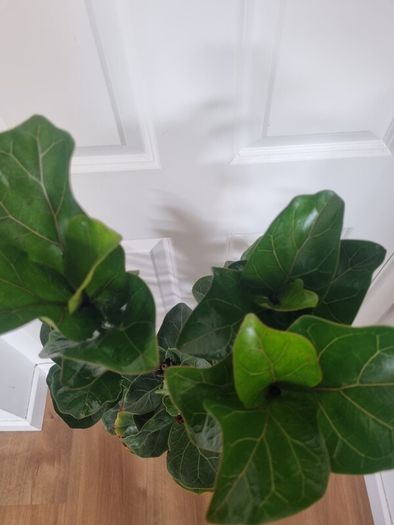 Ficus Lyrata Bambino