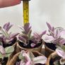 Mini tradescantia cuttings/ props house plant Image 4