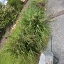 Hardy Grasses Image 2