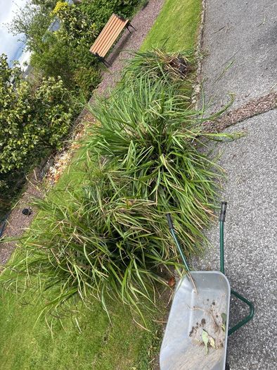 Hardy Grasses