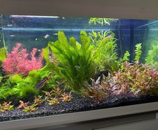aquarium plants