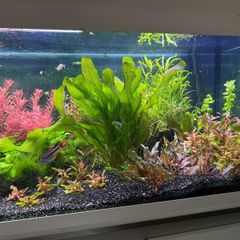 aquarium plants