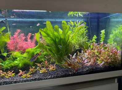 aquarium plants