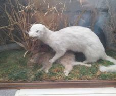 taxidermy