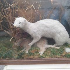 taxidermy
