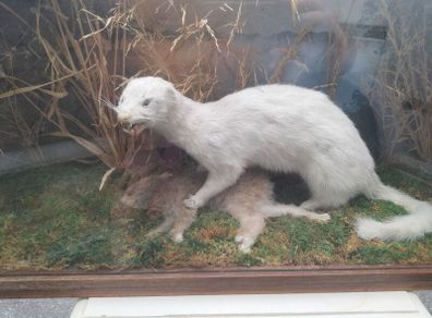 taxidermy