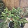Plant Image 2