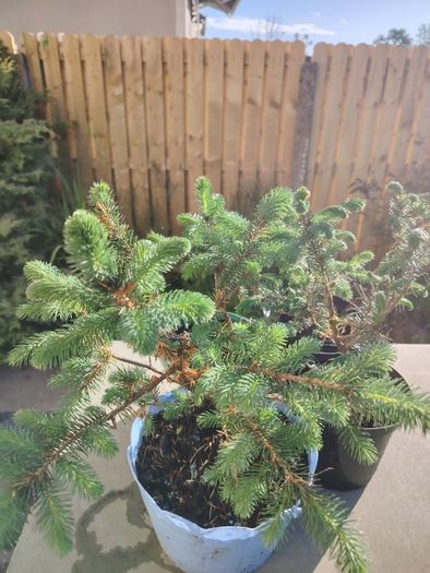 Plant