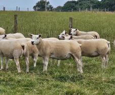 14 Texel Hoggetts