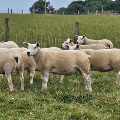 14 Texel Hoggetts