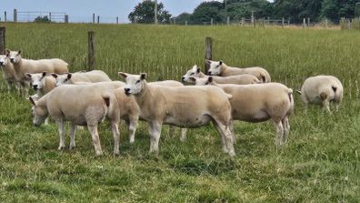 14 Texel Hoggetts