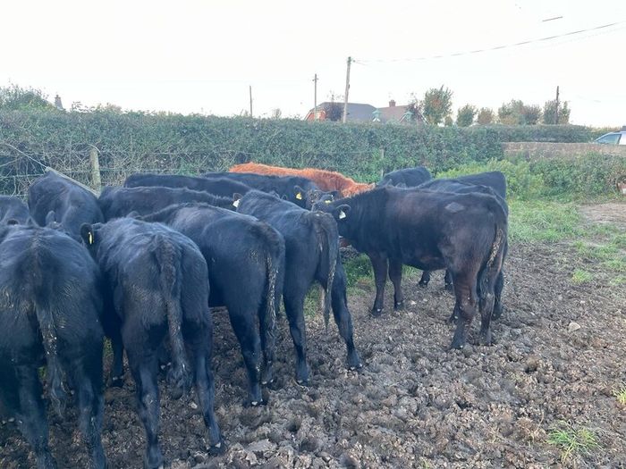 AAX heifers