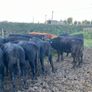 AAX heifers Image 5