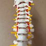 Flexible Spine Model Life Size Image 4