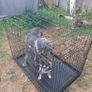 dog cage Image 3