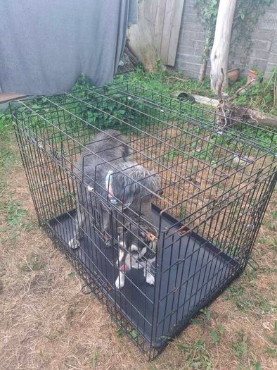 dog cage