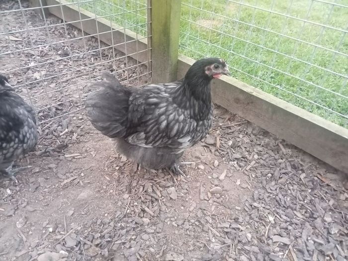 Roosters & Silkie Hen
