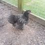 Roosters & Silkie Hen Image 3