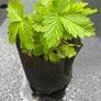 Wild Strawberries plants Image 5