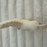 2013 Schleich White Arabian Mare approx 4" Horse Pink Braids D-73527 Used Please see pictures Image 4