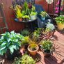 Garden perrinal Plants Image 4