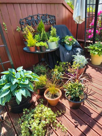 Garden perrinal Plants