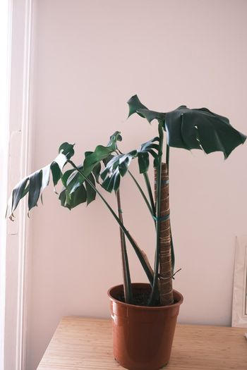 Mature Monstera Deliciosa with Large Fenestrations