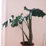 Large Houseplant Collection: 4 Monsteras, Rubber Tree & Giant Bird of Paradise Image 9