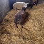 Super pedigree 5 star rams for sale Image 9