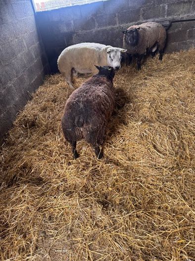Super pedigree 5 star rams for sale