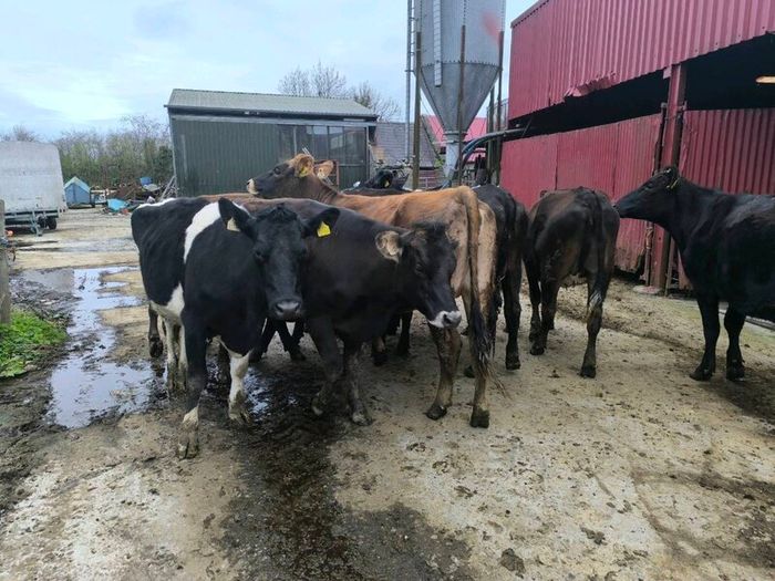 1st lactation cows