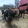 1st lactation cows Image 7