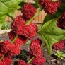 HT Strawberry Spinach seeds 0.1g Strawberry Blite | Sow in July Image 3