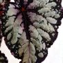 Begonia Image 2