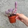 plant Image 4