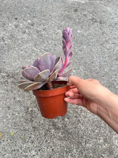plant