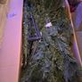 Christmas tree Image 5