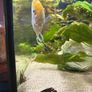 Angelfish Image 2