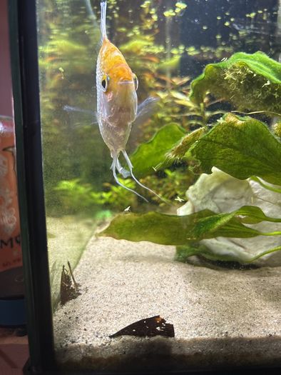 Angelfish