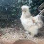 Chickens Image 4