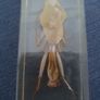 Halloween Insects In Glass Big Clearout, Make An Offer Image 4