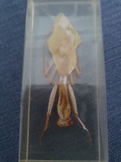 Halloween Insects In Glass Big Clearout, Make An Offer