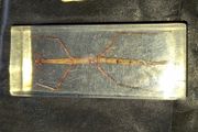Beautiful Vietnamese Stick Insect Encased in a Clear Resin Block, postage available or collection