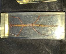 Beautiful Vietnamese Stick Insect Encased in a Clear Resin Block, postage available or collection