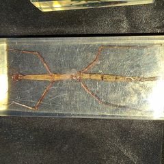 Beautiful Vietnamese Stick Insect Encased in a Clear Resin Block, postage available or collection