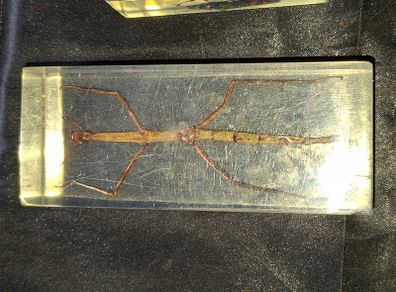 Beautiful Vietnamese Stick Insect Encased in a Clear Resin Block, postage available or collection