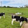 Reared Calves Image 3